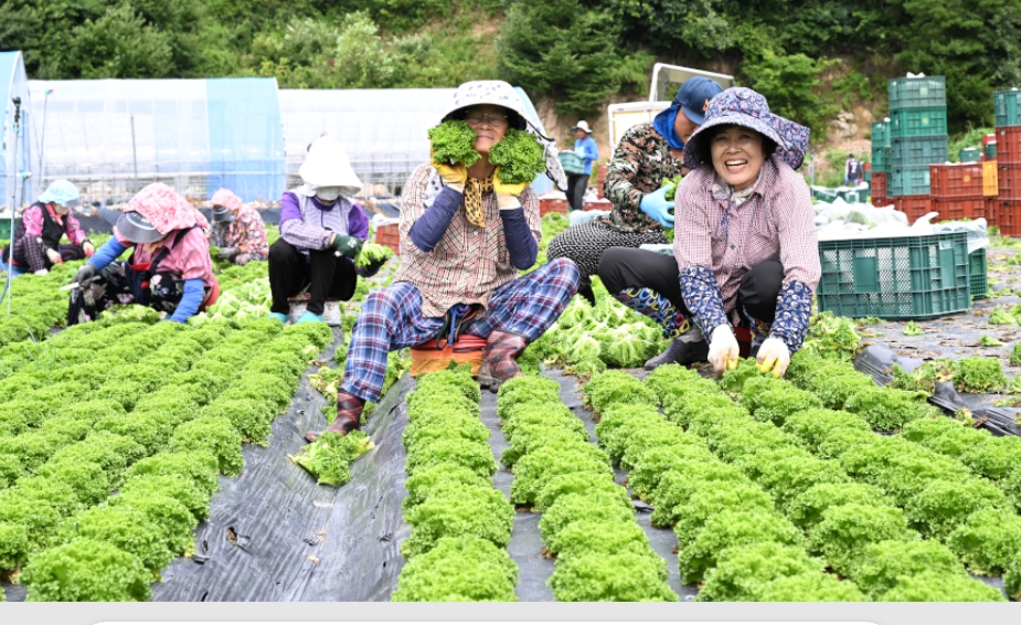 ‘귀하신 몸’ 고랭지 크리스피아노 출하1