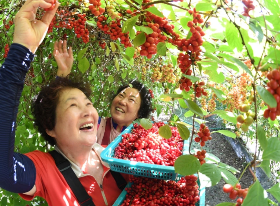 폭염·가뭄 이기고 거창 오미자 첫 수확(가북면)1